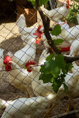 Classic white roosters with red crests on their heads