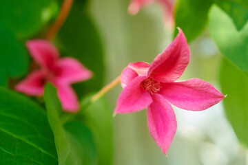 クレマチス　プリンセス・ダイアナ