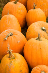 pumpkins on a market