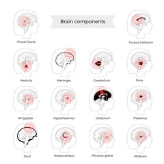 Pain Brain Illustration