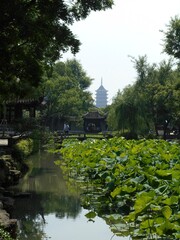 pond in a chinese garden