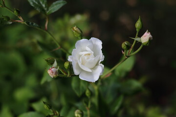 White rose flower with buds, on dark green blurred background