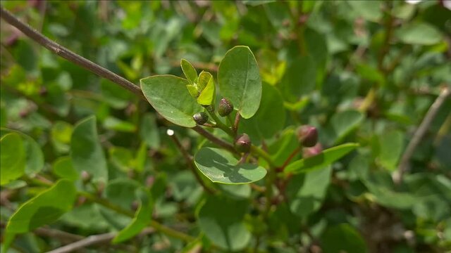 Caper branch with buds on a plant close up