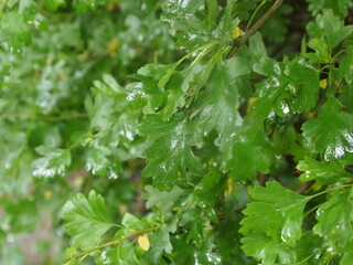 Green forest after rain showers