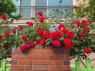 Fototapeta na wymiar Roses full of flower beds