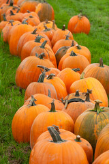 pumpkins on a farm