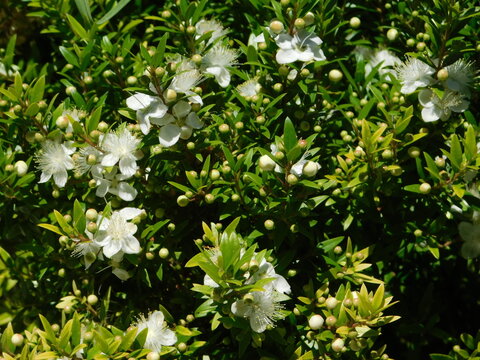 Myrtle, or Myrtus communis shrub, blooming, in Glyfada, Greece