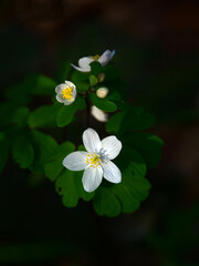 White flowers with leaves in the forest against dark background