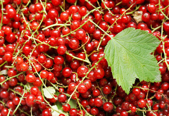 Scattered berries of ripe red currant with green leaves.