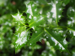 Green forest after rain showers