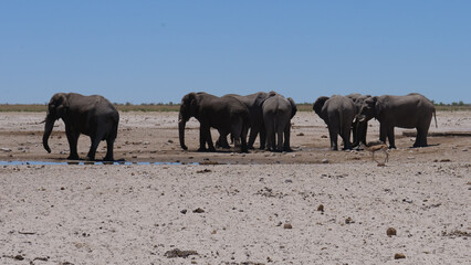 Herd of elephants around an almost dry waterhole