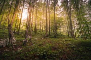 Bosque Frondoso 