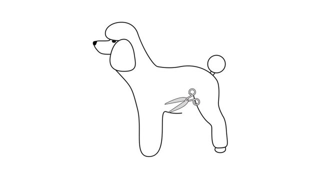 Proffesional pet grooming. Cut hair in modern style for poodle by scissors