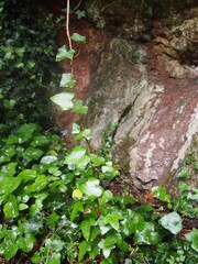 Green forest after rain showers