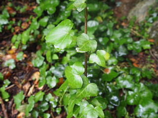 Green forest after rain showers