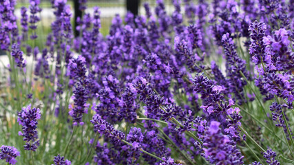 Lavendel, französische Impession, lila Lavendelblüte, dichte Blüten in diffusem Licht