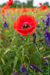 Field of red poppy flowers in summer