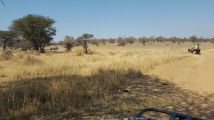 Quad biking in the African bush, watching endangered rhino standing up with baby rhino © Carol