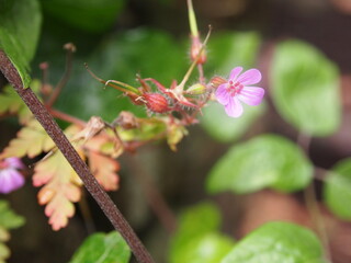 Flowers in bloom after rain showers