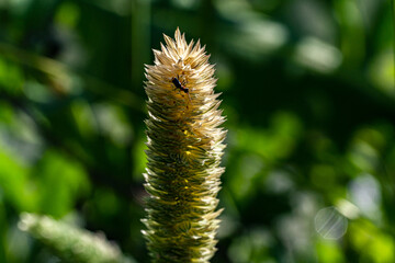 Macro photography, insects and plants in spring