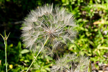 Macro photography, insects and plants in spring