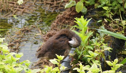 birds in wetland