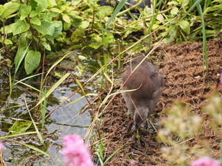 birds in wetland