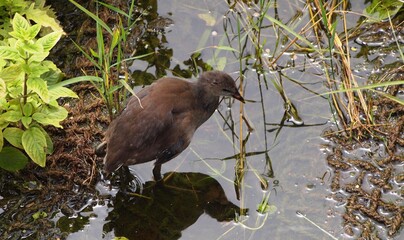 birds in wetland