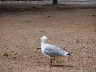 City birds