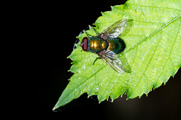 Macro photography, insects and plants in spring