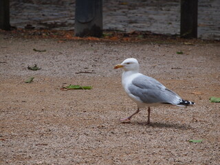 City birds