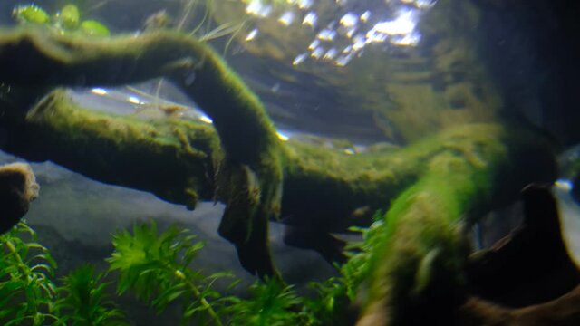 水面から生える流木とミナミヌマエビ