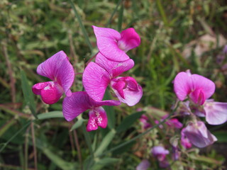 Flowers in bloom 