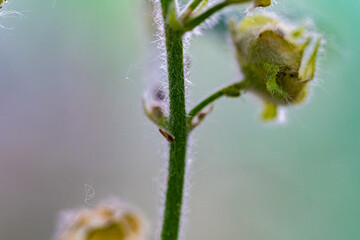 Macro photography, insects and plants in spring