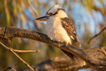 A Kookaburra sits fat and happy in the morning light