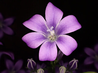 close up of a purple flower
