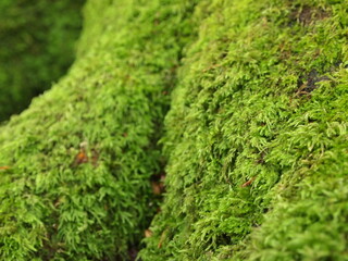 Moss in tree trunk