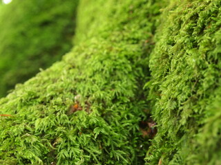 Green forest details