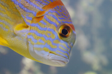 Poisson