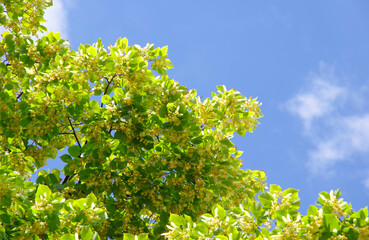 Flowering linden tree. Green branches of a tree with flowers on a blue sky background.