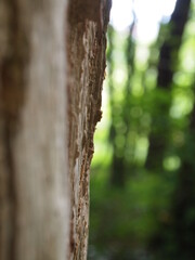 Fototapeta premium Green forest details