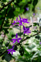 purple wildflowers look good as a background