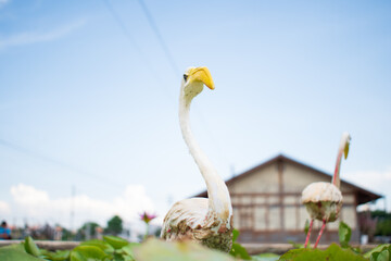 white old bird sculpture in the green lily and pink pond