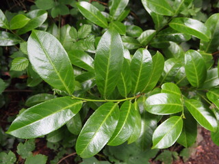 Green forest details