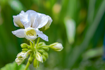 white flowers against the background of garden greenery close-up