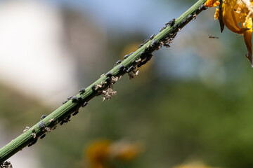 Macro photography, insects and plants in spring