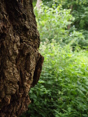Green forest details