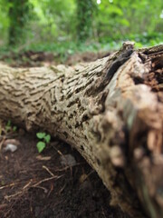 Green forest details