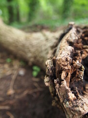 Green forest details
