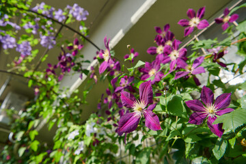 クレマチス　ミケリテ